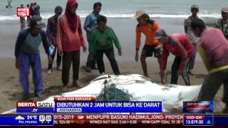 Descargar Mp3 De Pantai Baron Gratis Buentemaorg