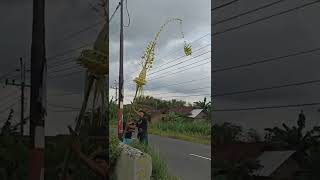 Download lagu Janur Kuning melengkung mp3