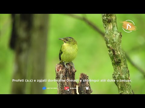 Dimad Bin Thalebe (r.a) - Jete Sahabesh