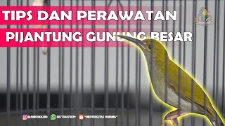 Download lagu Tips Merawat Pijantung Gunung Besar !! mp3 Download lagu Tips Merawat Pijantung Gunung Besar !! mp3