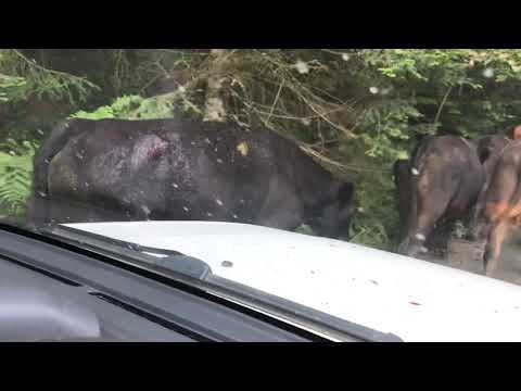 Naser Orić u carstvu planine