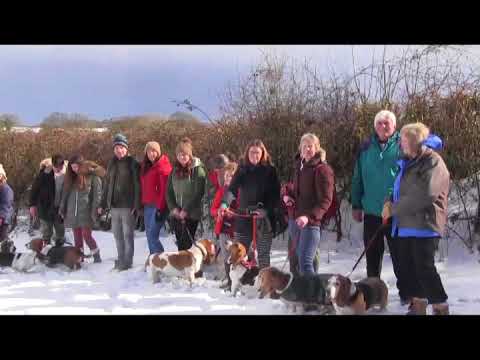 Basset Hound Walkers snow walk at Thurlbear