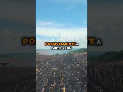 FOGO NO MILHARAL: Incêndio destrói lavoura e mobiliza bombeiros