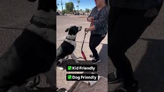 Video preview image #1 Pointer-Unknown Mix Puppy For Sale in Chandler, AZ, USA