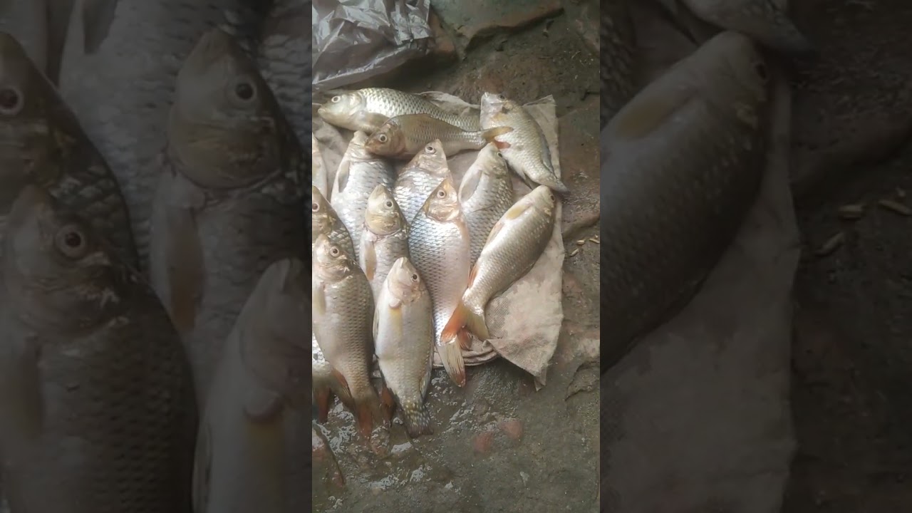 fashing hurting #youtubeshorts #fishing #feed#beautiful #dance