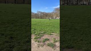 🇬🇧ロンドン人の犬の散歩法 #イギリス #ロンドン #犬 #散歩