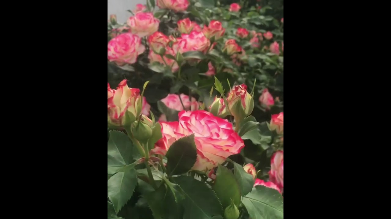 Jubile du Prince de Monako,Meilland 2000.Флорибунда Жюбиле дю прэнс де Монако.