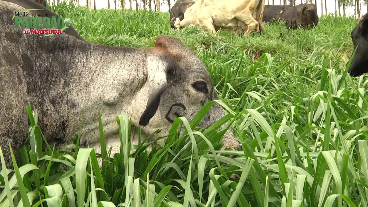 Faz. Pau D'Alho - MG12 Paredão é mais leite a pasto