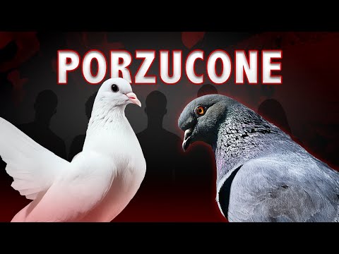 DLACZEGO GOŁĘBIE SĄ TAKIE ''GŁUPIE''?