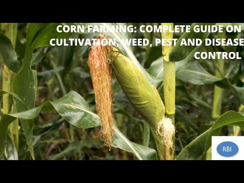 CORN (MAIZE) FARMING PART 2: Land Preparation, Planting, Weed, Pest and Disease Control