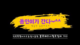 [동인이가 간다]  예? 국내 육성 신품종 블루베리가 있다고요??? _전북특별자치도농업기술원 블루베리 시험포…