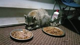 Injured, young raccoon friend.