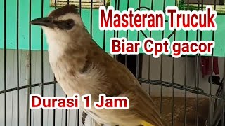 Download lagu Masteran Trucuk, Males Bunyi & Burung Trucuk macet. Durasi Panjang mp3 Download lagu Masteran Trucuk, Males Bunyi & Burung Trucuk macet. Durasi Panjang mp3