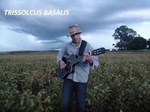 Rock da Vespinha Contole Biológico (videoclipe).wmv