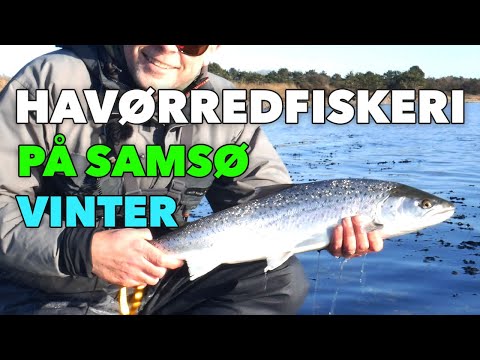 Havørredfiskeri Vinter Lystfiskeri På Samsø