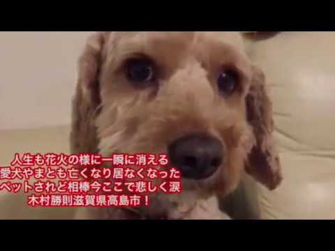 会計学科 人生も花火の様に一瞬に消える 愛犬やまとも亡くなり居なくなった ペットされど相棒今ここで悲しく涙 木村勝則滋賀県高島市！