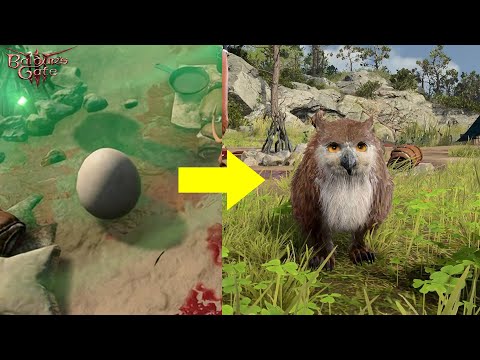 Baldur's Gate 3: How to Hatch the Owlbear Egg?