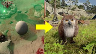 Baldur's Gate 3: How to Hatch the Owlbear Egg