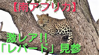 【南ア ケーシーチャンネル】レパード　＠クルーガー国立公園