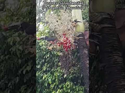 Tucancillos Collarejos (Pteroglossus Torquatus) en San Ramón, Cuscatlán #elsalvador #aves