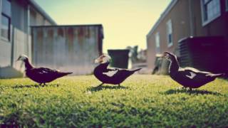 Edith Frost: (I get the) craziest feeling