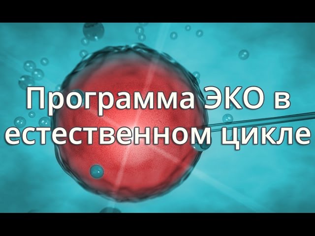 Превью видео на тему ЭКО в естественном цикле