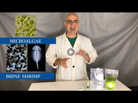Brainy Briny in a Beaker Bag Intro