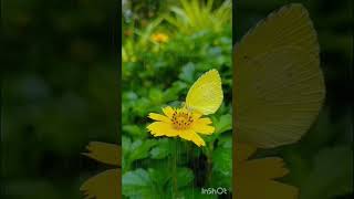 butterfly 🦋🦋 with rain ☔☔