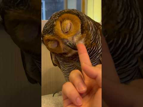 , title : 'Jangan beri jari tengah ke Binatang! # #owl #funnyanimal #burunghantu #funny'