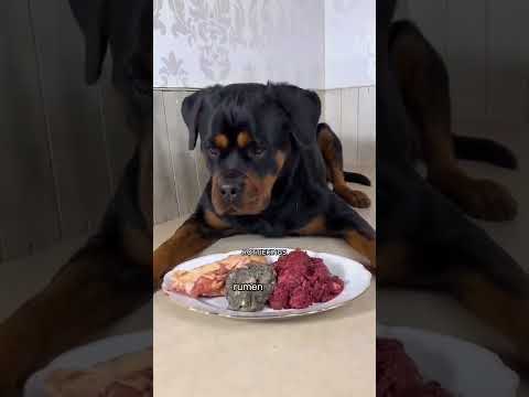 Rottweiler Raw Food