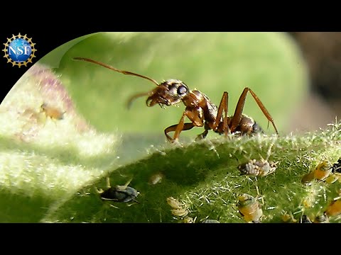 , title : 'Leaf-Cutter Ant Society | Science Nation'