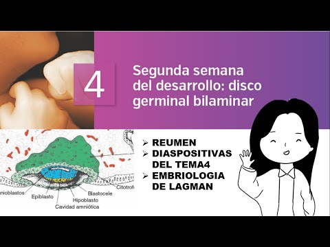 TOPIC 4: EMBRYOLOGY: SECOND WEEK OF DEVELOPMENT: BILAMINAR GERM DISC