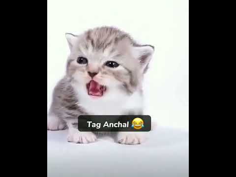 Tag Anchal #shorts #anchal #viral