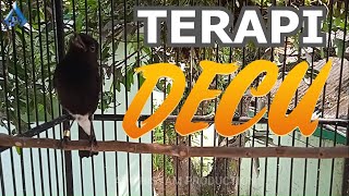 Download lagu TERAPI BURUNG DECU YANG MACET BUNYI mp3