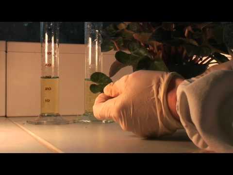 Sauerstoffnachweis mit Indigoweiß