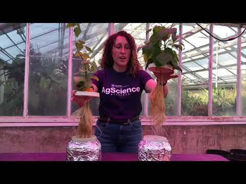 Phosphorus Deficiency Symptoms in Plants