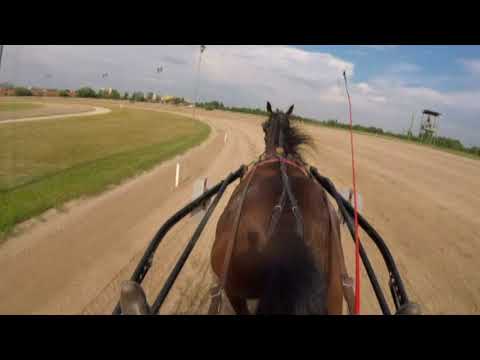 Lósport: Galopp és ügető futamok