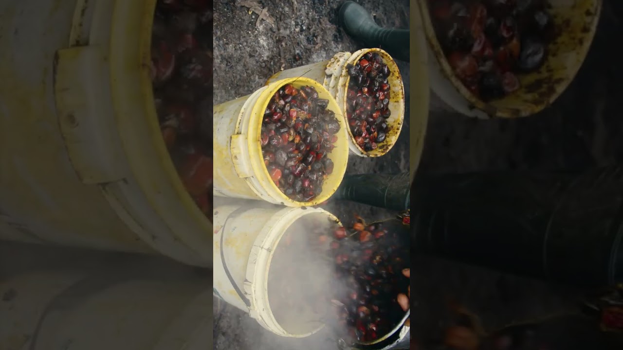How Palm Oil is made