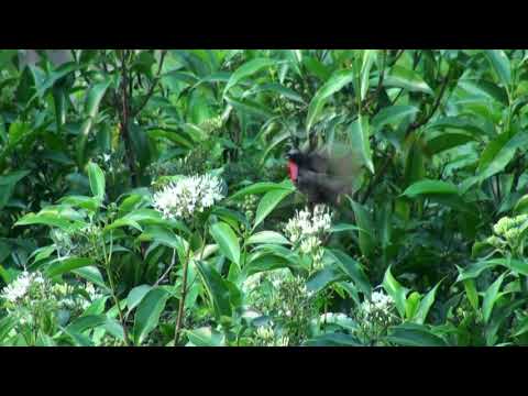 Nektárovka červenoprsá (Chalcomitra senegalensis) — spev a hlas v prírode