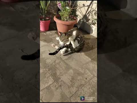 BILLU BADSHAH😺😻