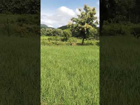 bansi bale ringtone #nature