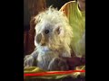Barney S Great Adventure Twinken