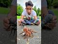 Three Remote Control Spider And Giant Ant Unboxing