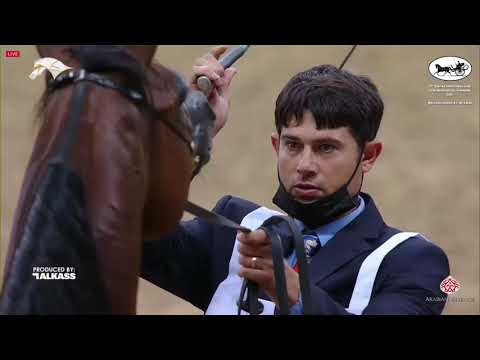 N 268 THAHAB AJMAN   9th Qatar National AHS for Individual Owners   Stallions 7 10 Years Old Class 1