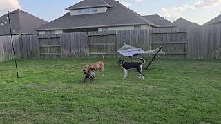 Video preview image #1 Black Mouth Cur-Unknown Mix Puppy For Sale in The Woodlands, TX, USA