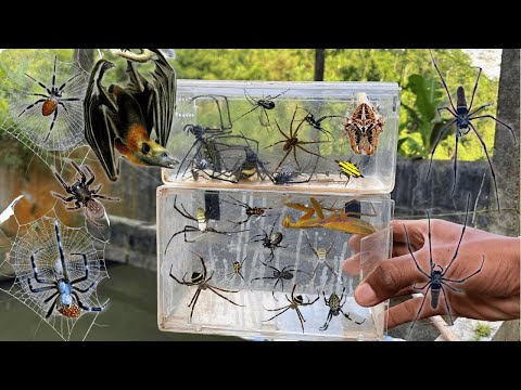 Hunting Top Golden Spider In around Us !!  Rescue Bat On Human net