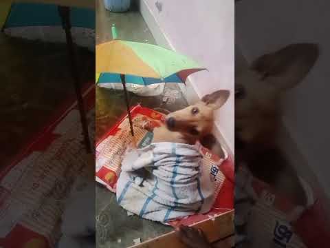 mazhaiku enga vituku vanthiruntha virunthali our street dog 🐶🐶🐶🐕🐕🐕//#shorts //#trending //#naseema