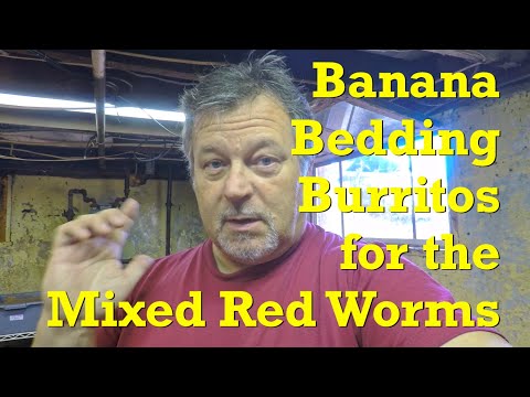 Recurring 2-weeks between check-ins continues w mixed red worms in twine bedding - vermicompost