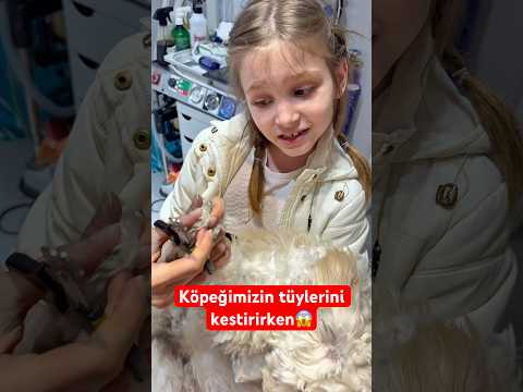 Köpeğimizin tüylerini kestirirken😱 #shorts #viral #komedi #komik #keşfet #viralvideo