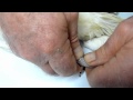 Birds Ibis Chick with Bent Broken Lower Leg #3 120810 Refracture